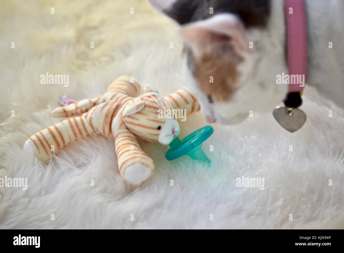 Succhietto cucciolo neonato o binky Foto Stock