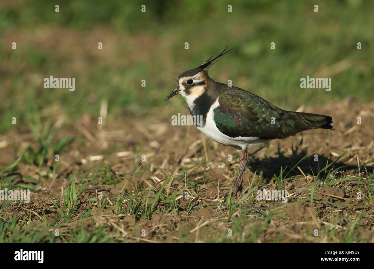 Un Lapwing (Vanellus vanellus) che si nuota in un campo. Foto Stock