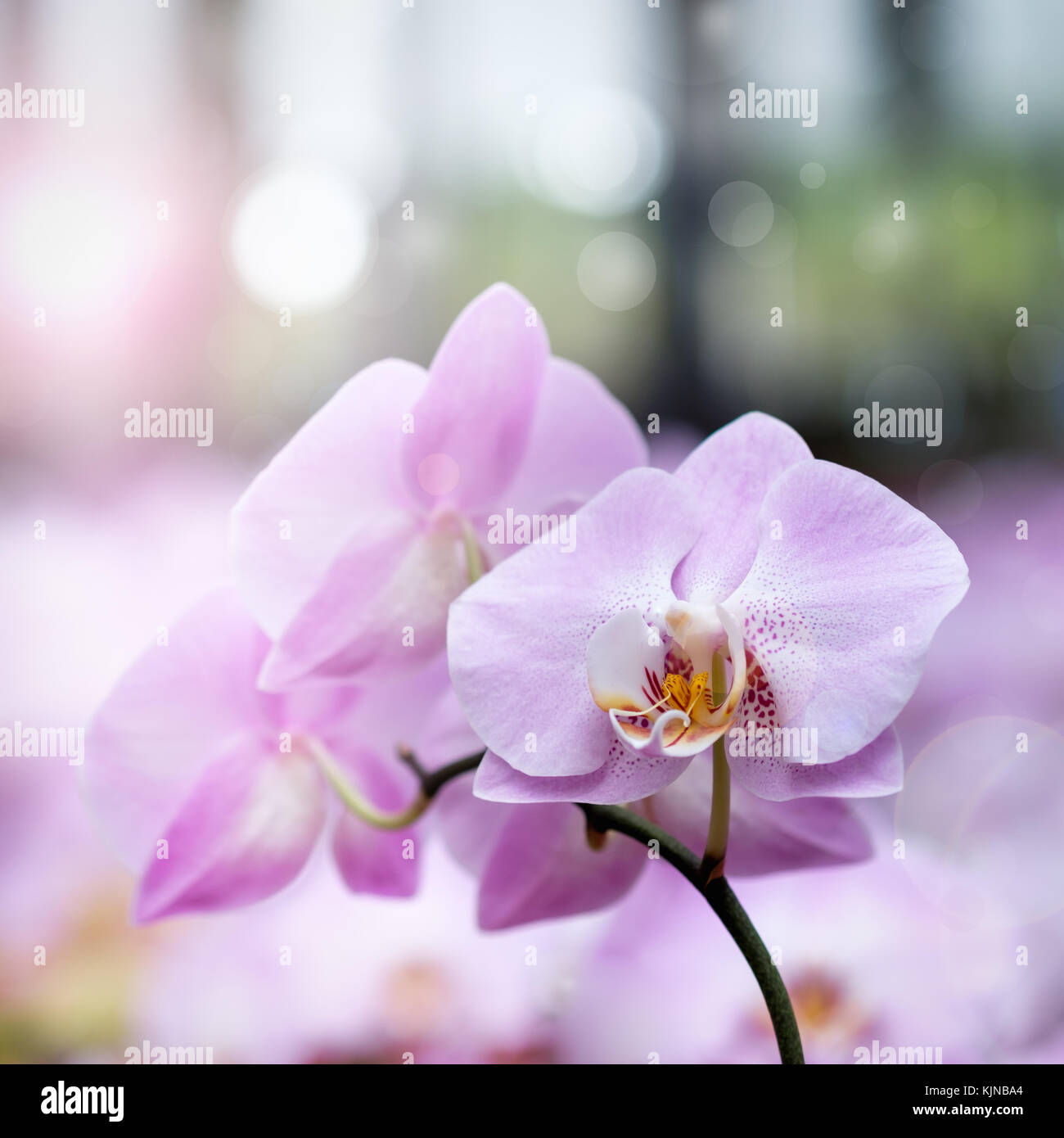 Bellissimi fiori di orchidea con sfondo naturale, selezionare la messa a fuoco e la sfocatura, rendere lens flare. Foto Stock