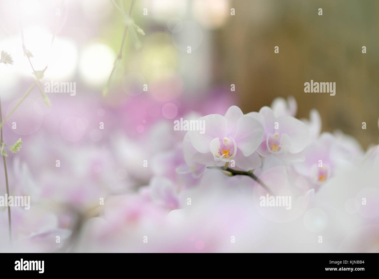Bellissimi fiori di orchidea nel sole di mattina con sfondo naturale, selezionare la messa a fuoco e la sfocatura, rendere lens flare. Foto Stock
