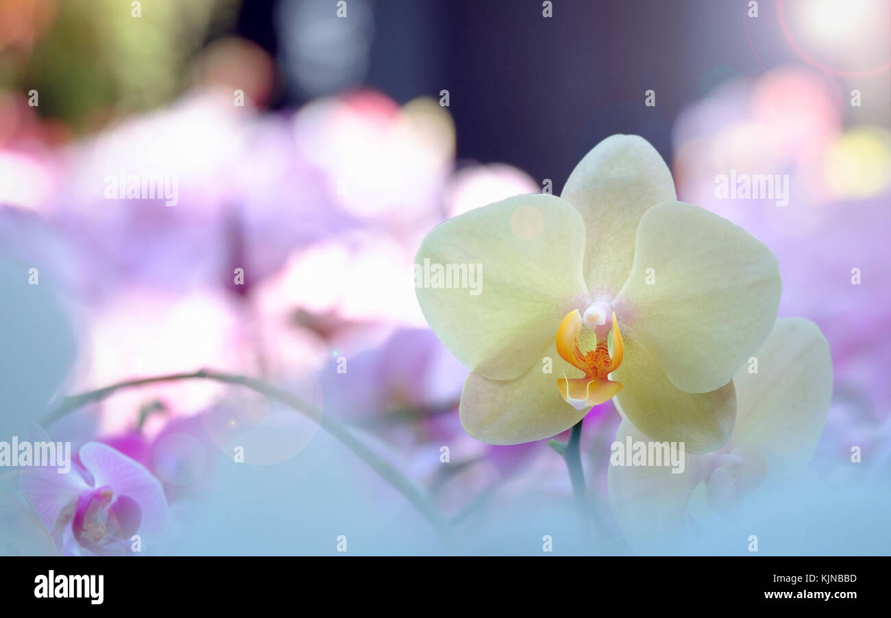 Bellissimi fiori di orchidea nel sole di mattina con sfondo naturale, selezionare la messa a fuoco e la sfocatura, rendere lens flare. Foto Stock