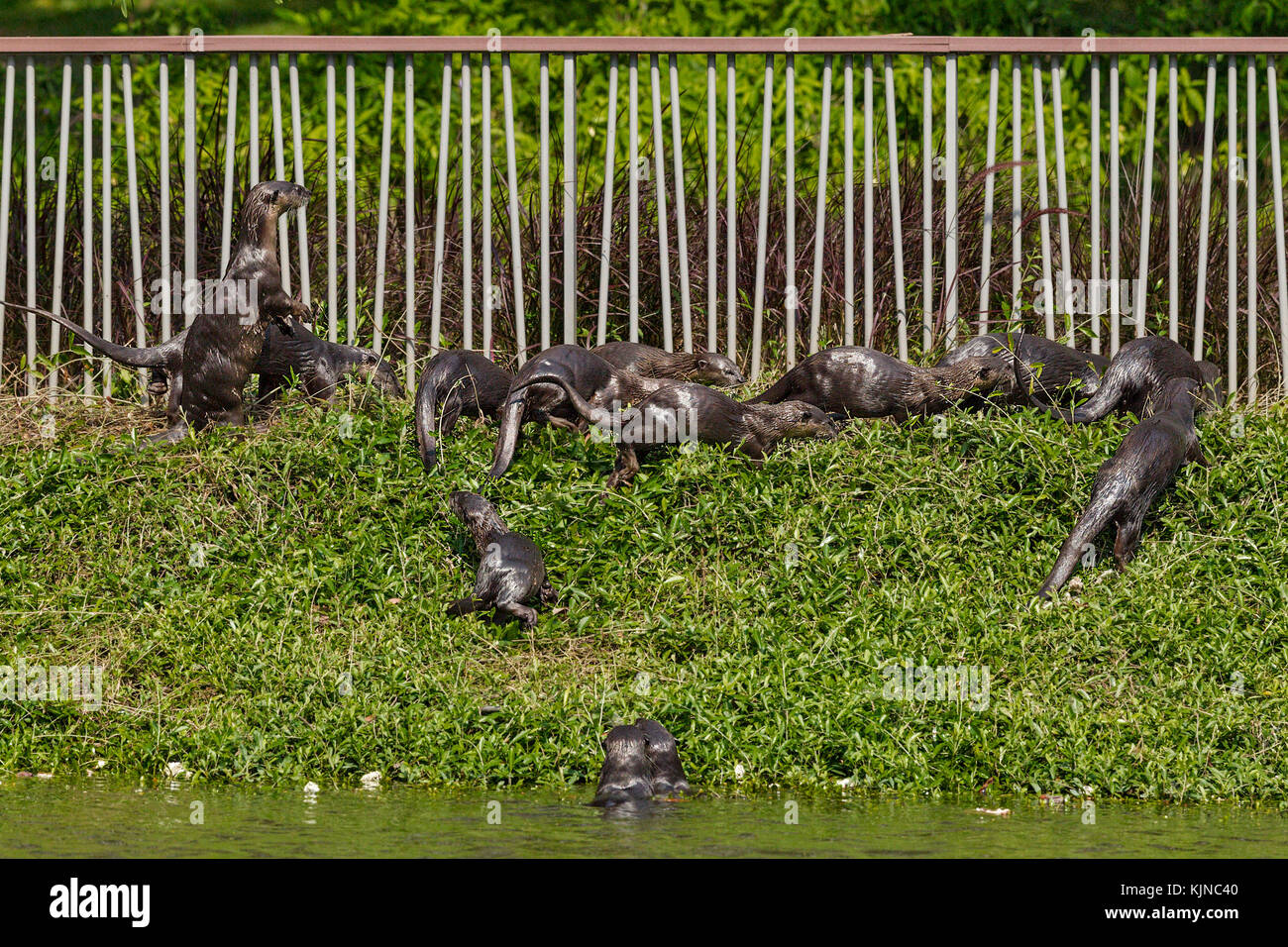Liscio rivestito di lontra (lutrogale perspicillata) Foto Stock