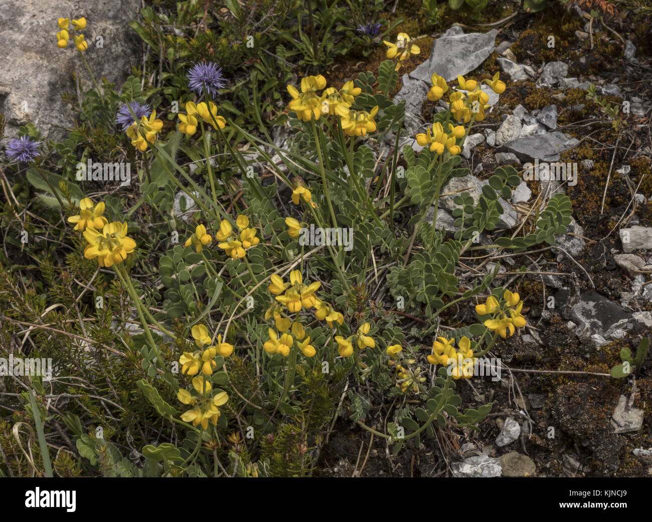 Piccola veccia di scorpione, Coronilla vaginalis, in fiore nelle Alpi svizzere. Foto Stock