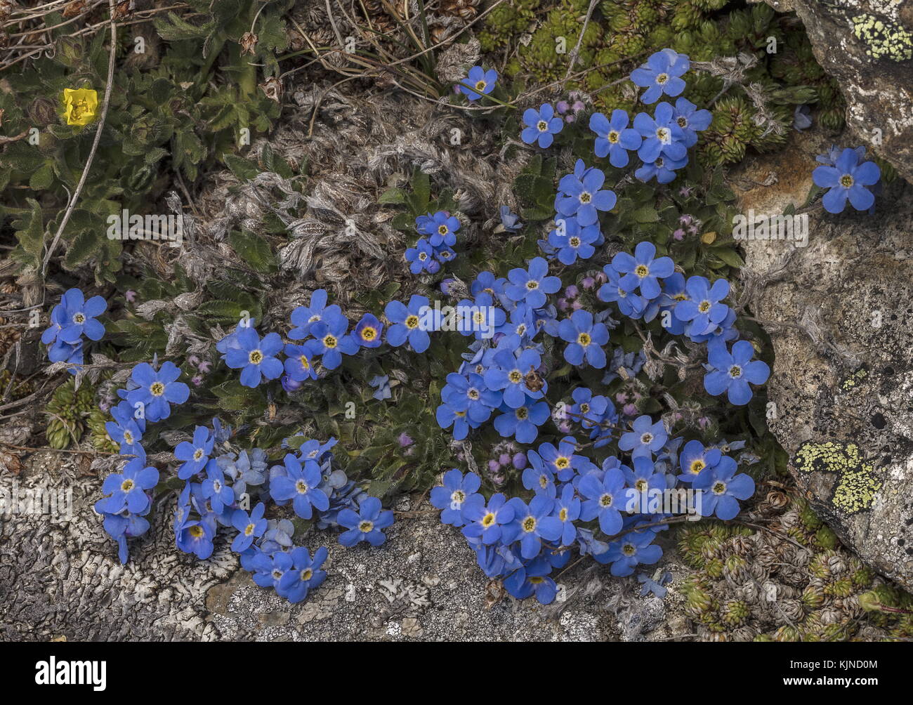 Re delle Alpi, Eritrichium nanum, in fiore ad alta quota nelle Alpi svizzere. Foto Stock