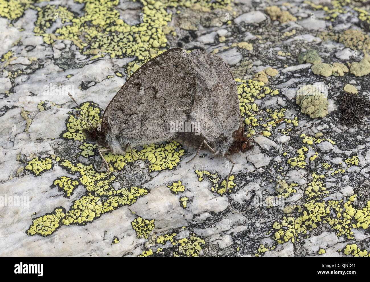 L'accoppiamento rugiadoso ringlet, erebia pandrose su lichen coperto rock a 3000 metri, alpi svizzere. Foto Stock