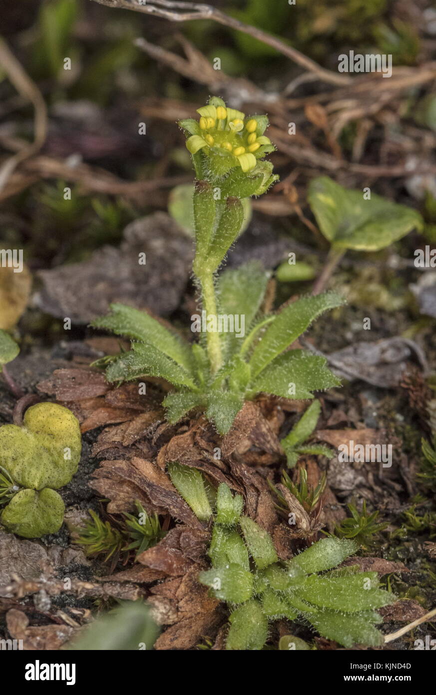 Saxifraga sedoides in neve, Alpi svizzere/italiane. Foto Stock