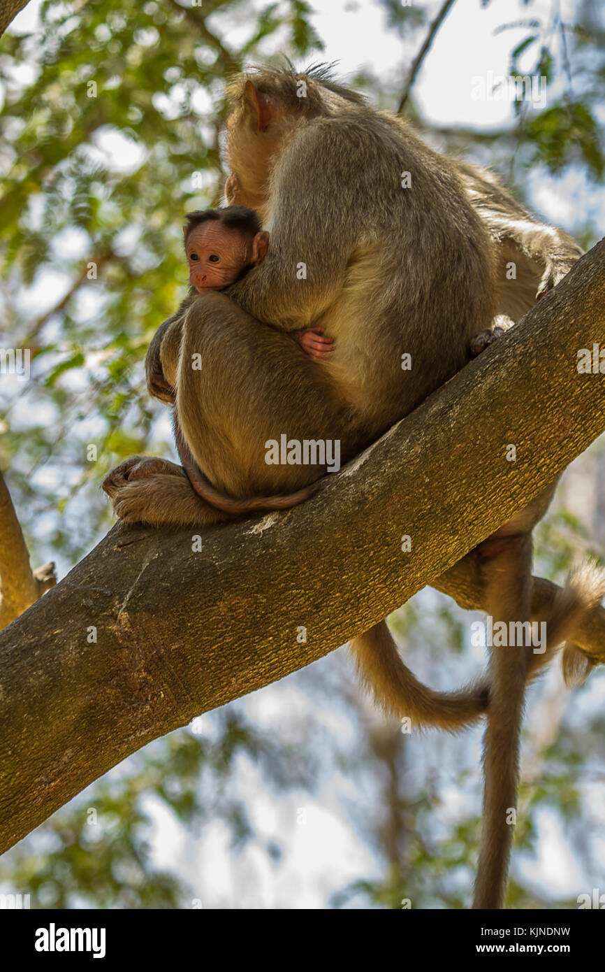 La madre e il bambino cofano macaque seduto in una struttura ad albero Foto Stock