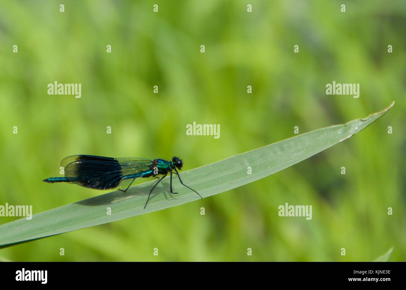 I damselflies sono insetti nel sottoordine Zygoptera (che significa 'paired-wings'). Tutte e quattro le ali sono abbastanza uguali per dimensioni e forma. Foto Stock