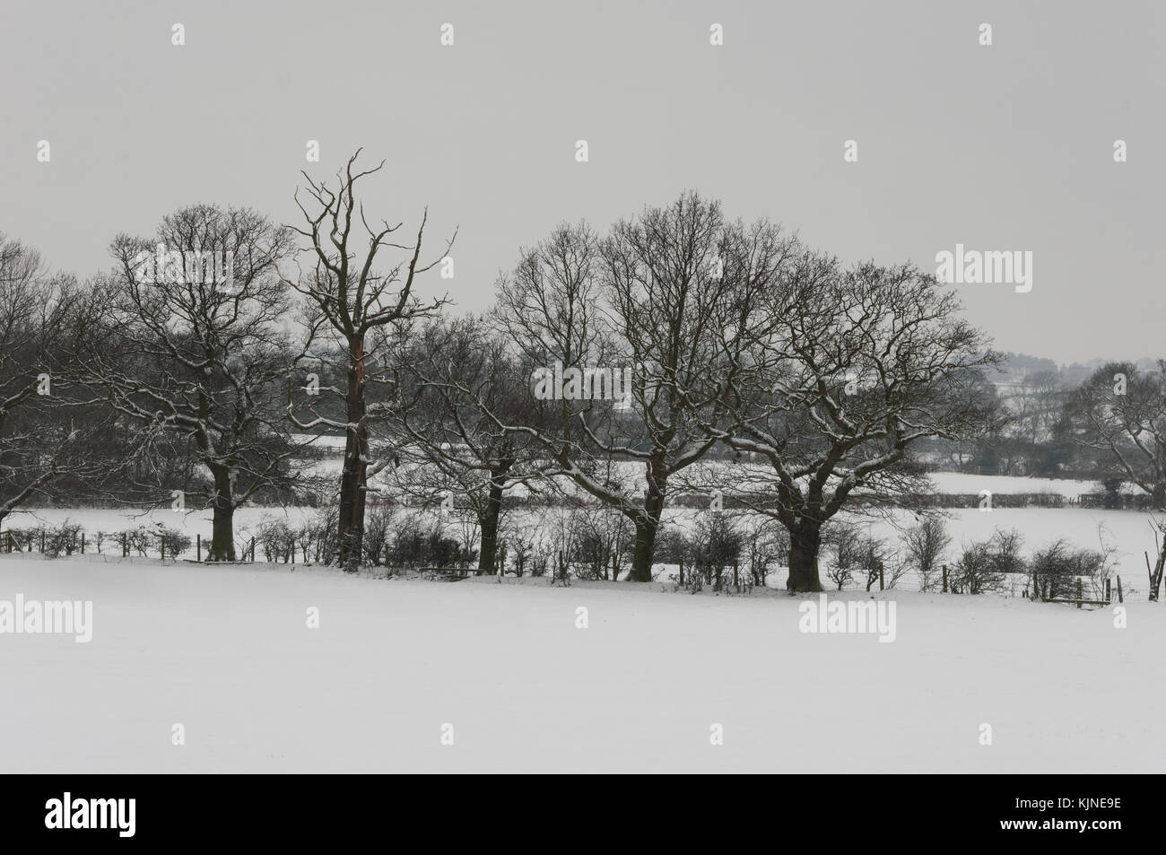 Dopo una nevicata di Howden Le usure nella Contea di Durham, gli alberi e i campi hanno una nuova copertura di neve intatta dall uomo o animale footprint. Foto Stock