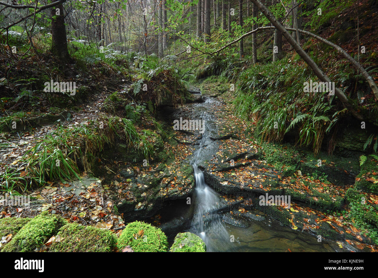 Un piccolo affluente che fluisce verso il basso attraverso la foresta di hamsterley, County Durham North East England culminate in una piccola cascata durante l'autunno. Foto Stock