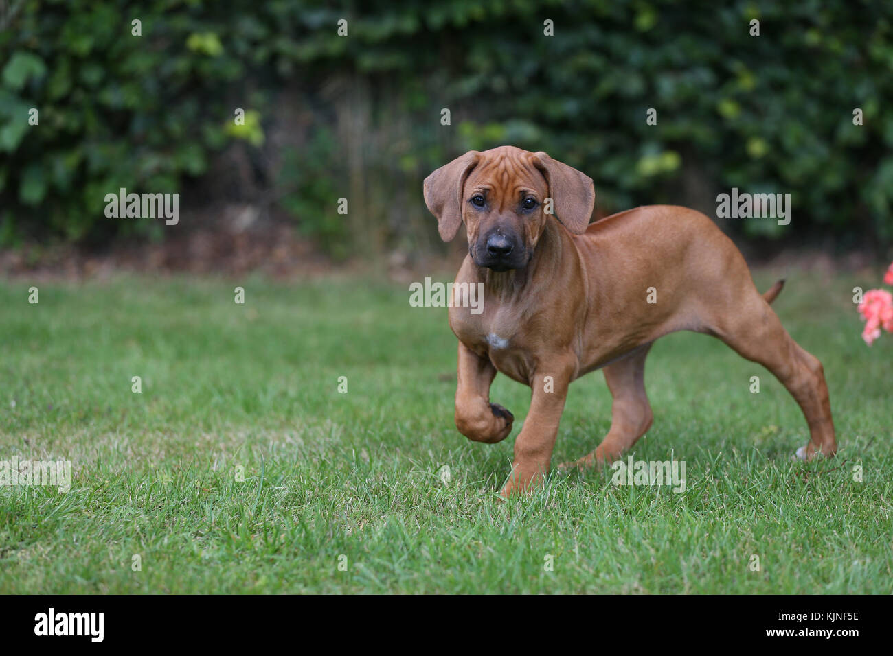 Rhodesian ridgeback immagini e fotografie stock ad alta risoluzione - Alamy