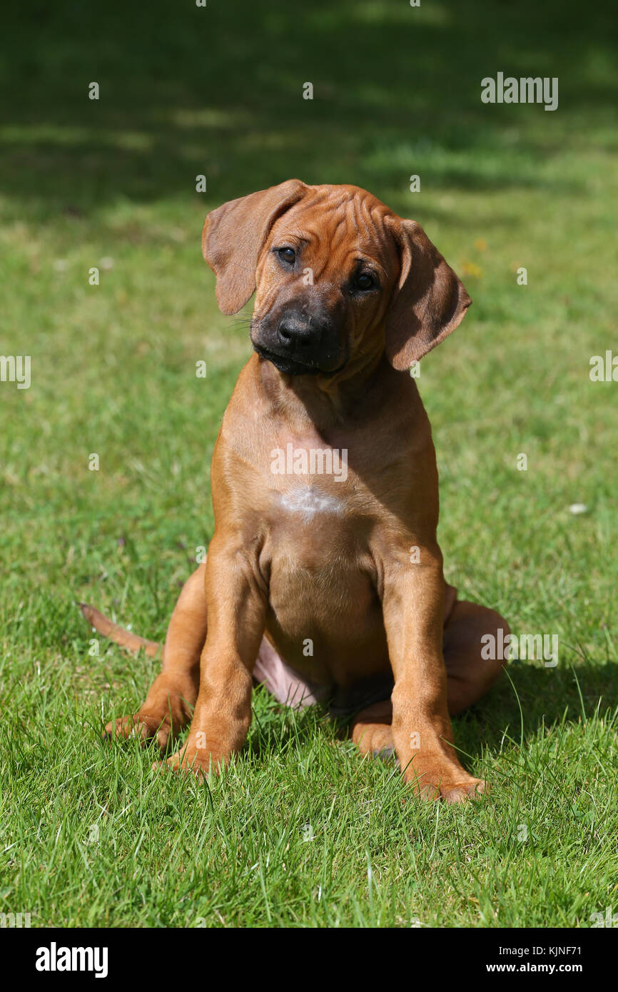 Ridgeback Rhodesiano Cane Leone Leone Africano Hound Foto Stock Alamy
