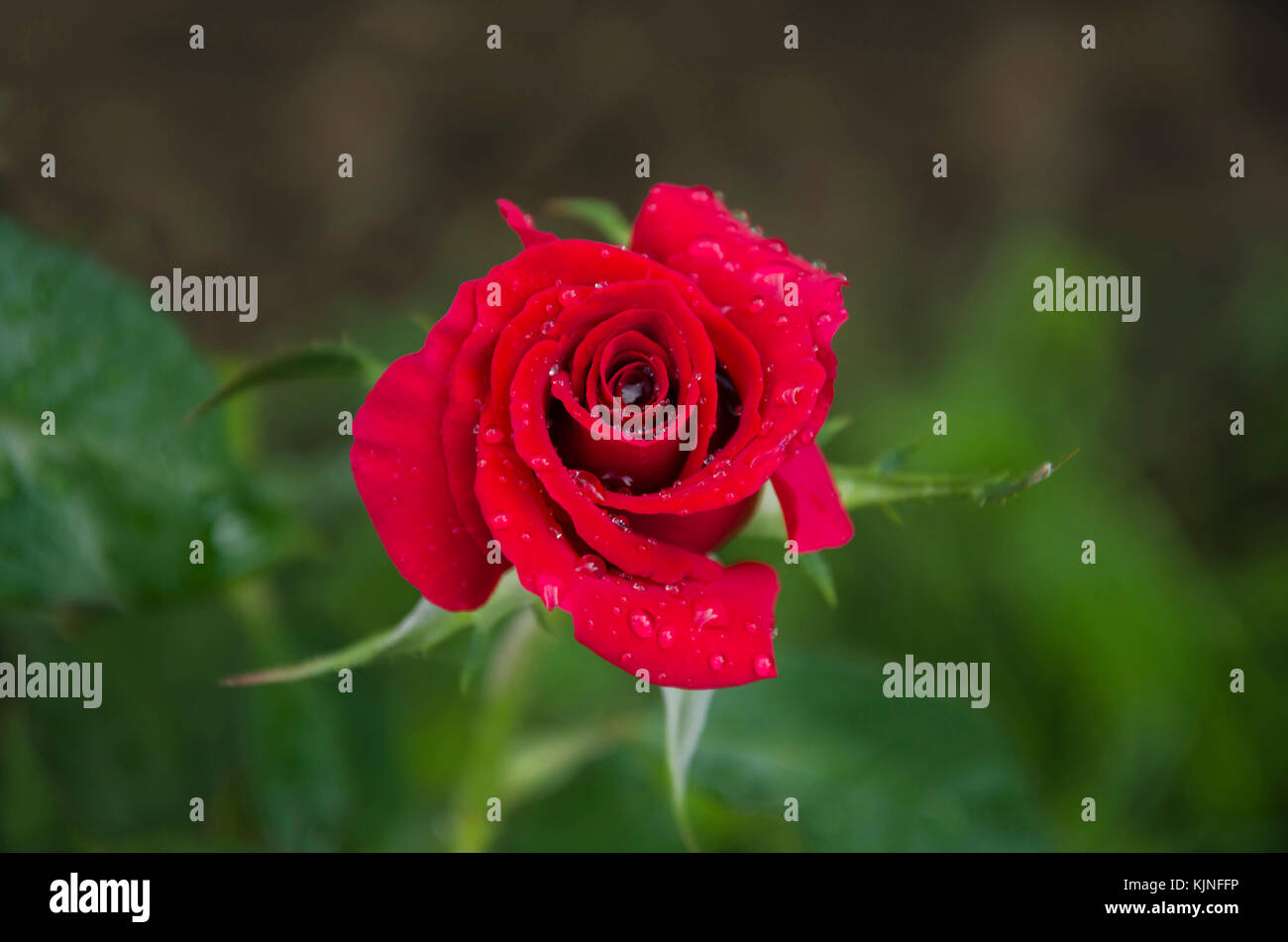 In estate in giardino una bella rosa rossa fiore con un profumo gradevole, con goccioline di acqua dopo una pioggia Foto Stock