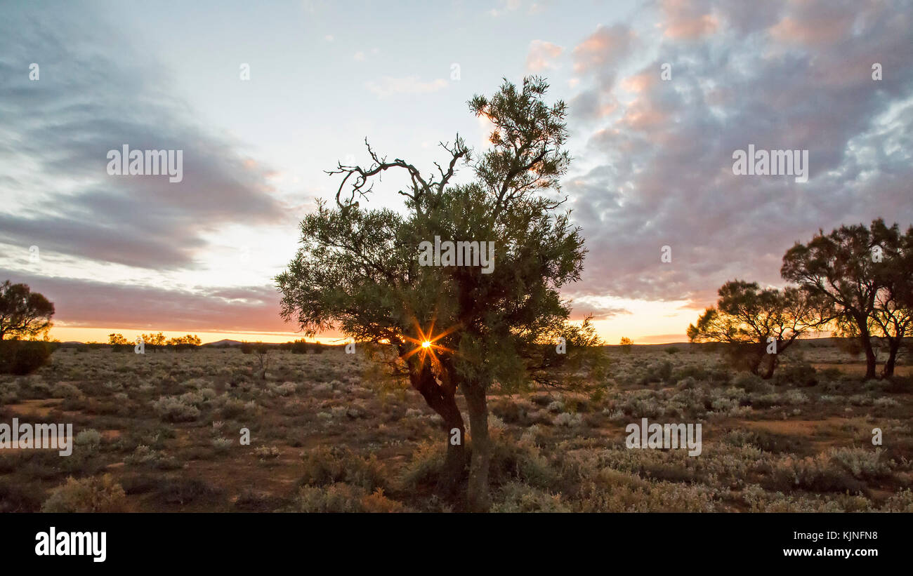 Tramonto attraverso un albero nell'outback australiano Foto Stock