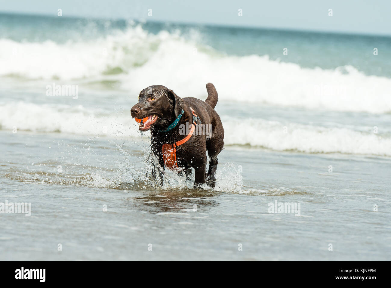 Cane che corre sulla spiaggia con una palla in bocca a Sandsend, Whitby, Regno Unito Foto Stock