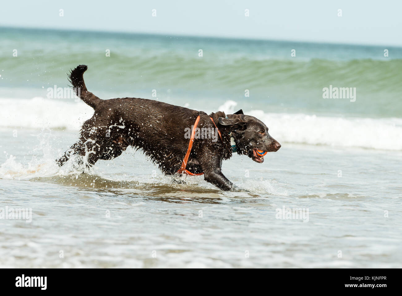 Cane che corre sulla spiaggia con una palla in bocca a Sandsend, Whitby, Regno Unito Foto Stock