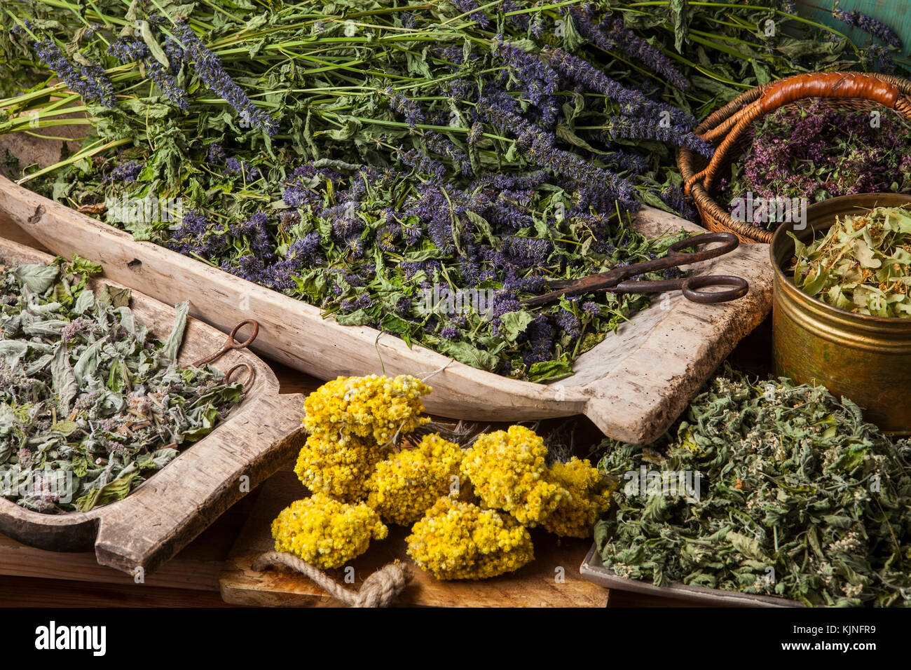 Varie secchi Erbe mediche: menta, tilia fiori, anice issopo, elicriso arenarium. Foto Stock
