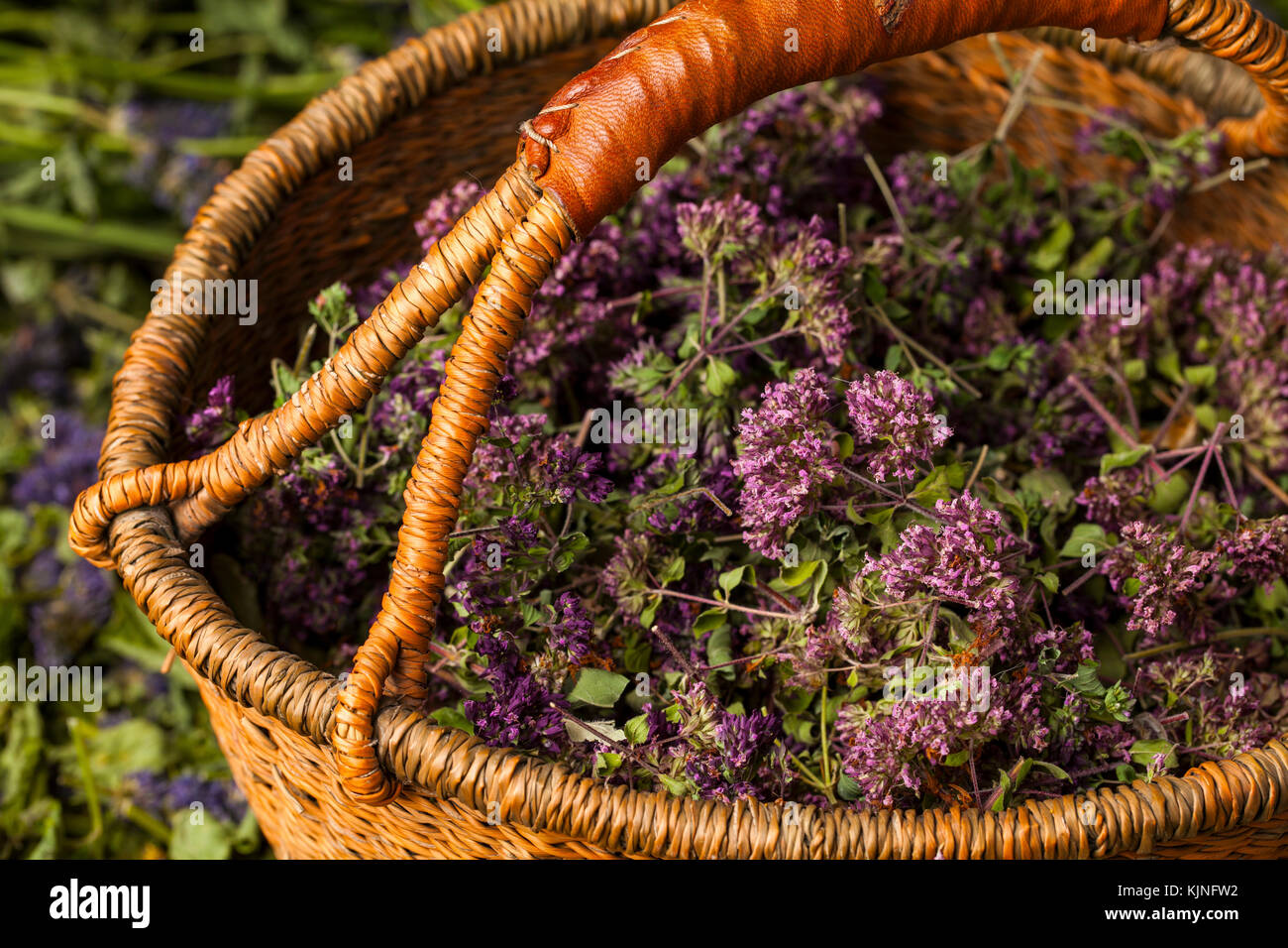 Raccolte Origanum vulgare fiori. Già essiccati per fare il tè. Foto Stock