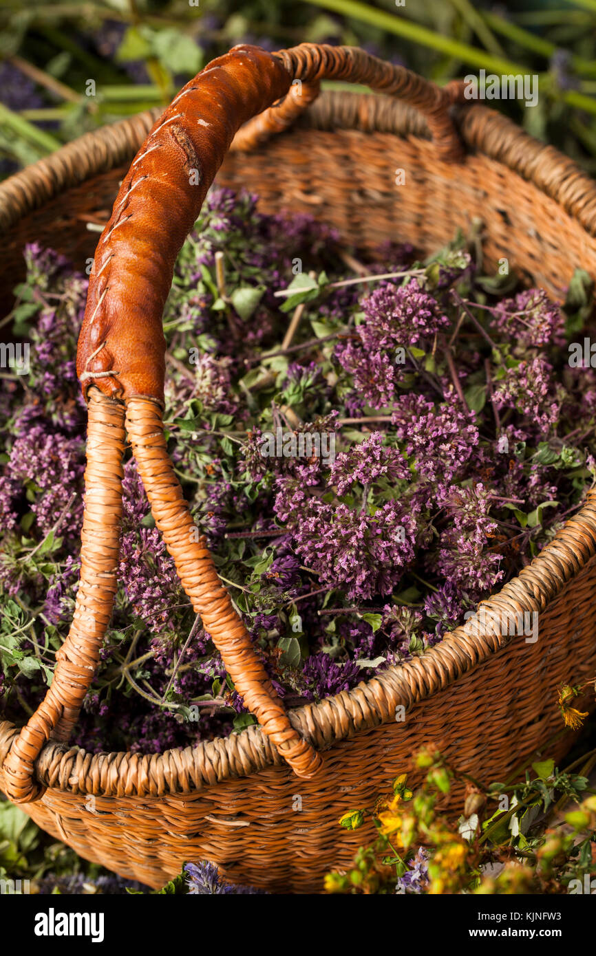 Raccolte Origanum vulgare fiori. Già essiccati per fare il tè. Foto Stock