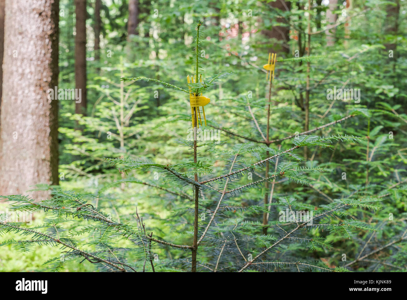 Giovane poco abete in una foresta con un braccialetto una protezione contro i danni causati da animali Foto Stock