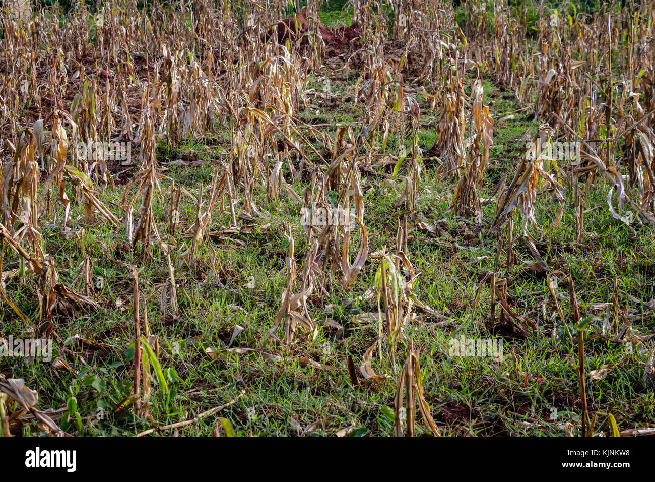 Un tipico piccolo labirinto campo da piccoli agricoltori in Uganda. La stagione delle piogge nell'anno 2017 è stato in modo distruttivo e intensa che il labirinto è rott Foto Stock