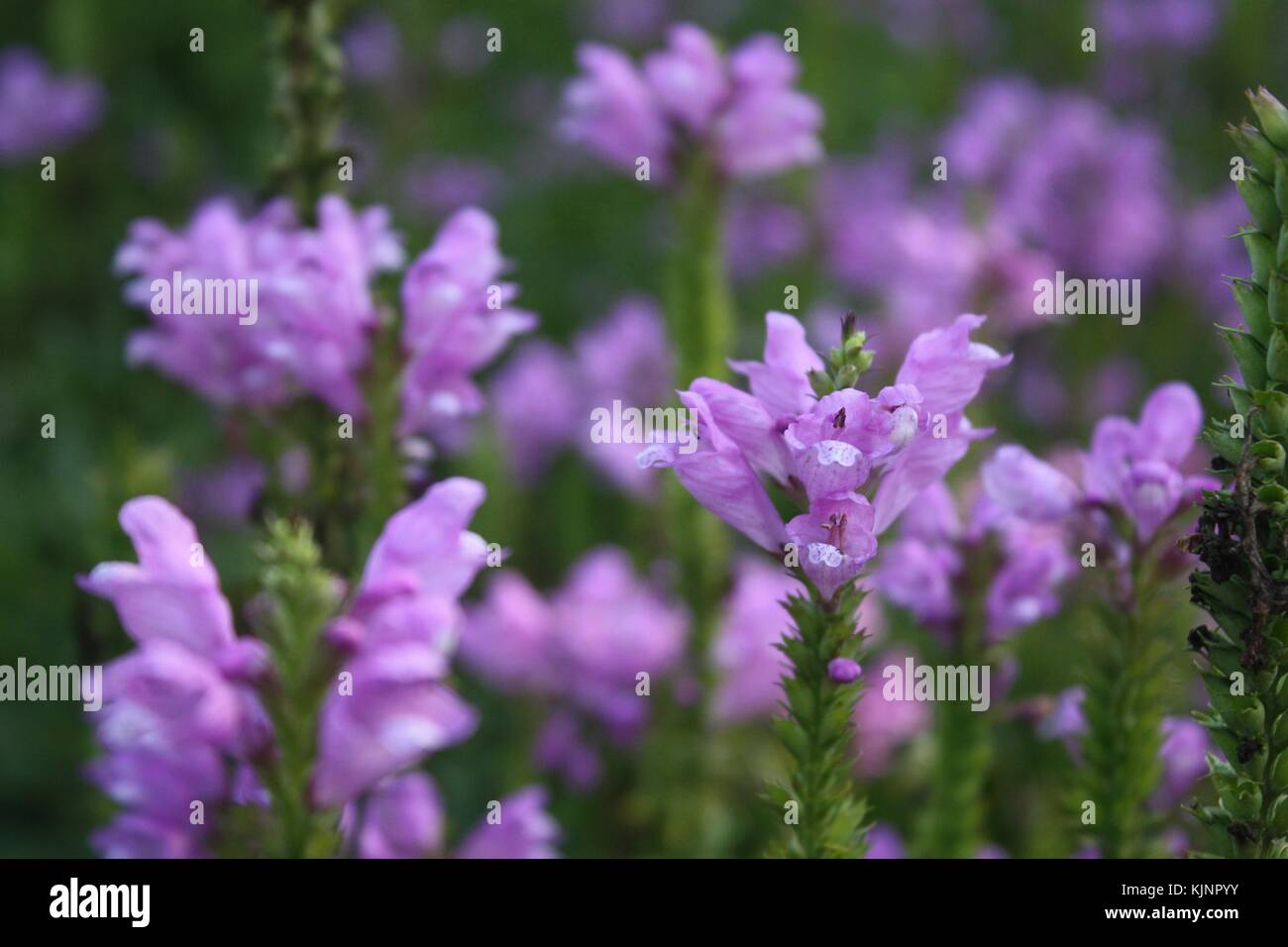 natura Foto Stock