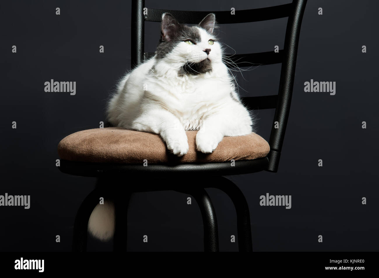 Grigio e bianco housecat seduto su uno sgabello da cucina. Foto Stock