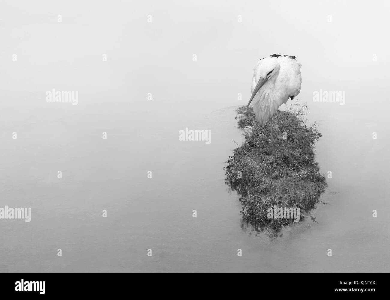 Bellissimi gli uccelli acquatici gru a riposo in piedi su una gamba sola su un isolotto nel fiume in bianco e nero Foto Stock