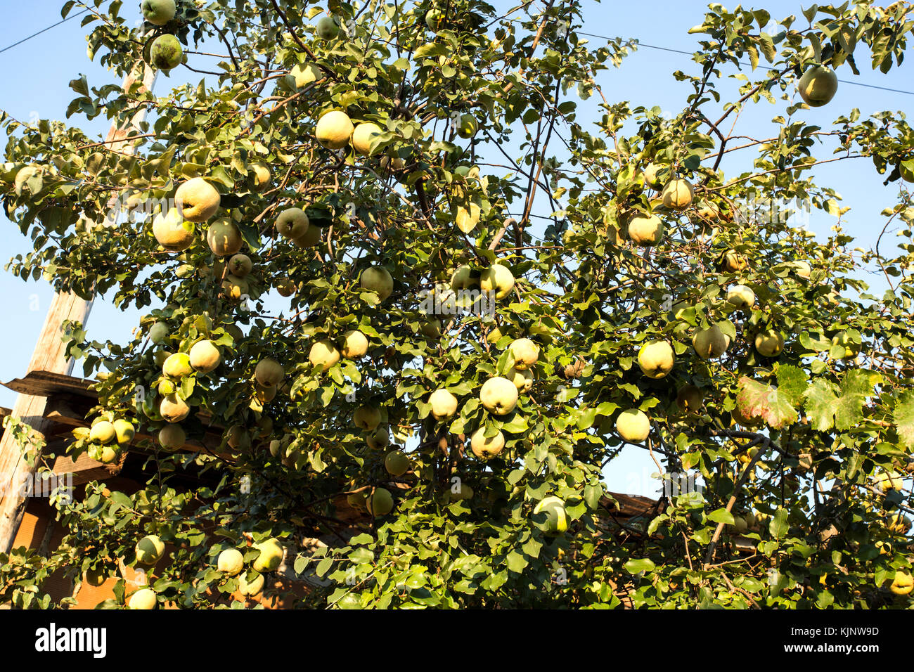 Albero di mela cotogna, Cydonia oblonga, è albero a foglie decidue che porta un pomacee simile a una pera o apple con un luminoso di colore giallo dorato quando è maturo. Foto Stock