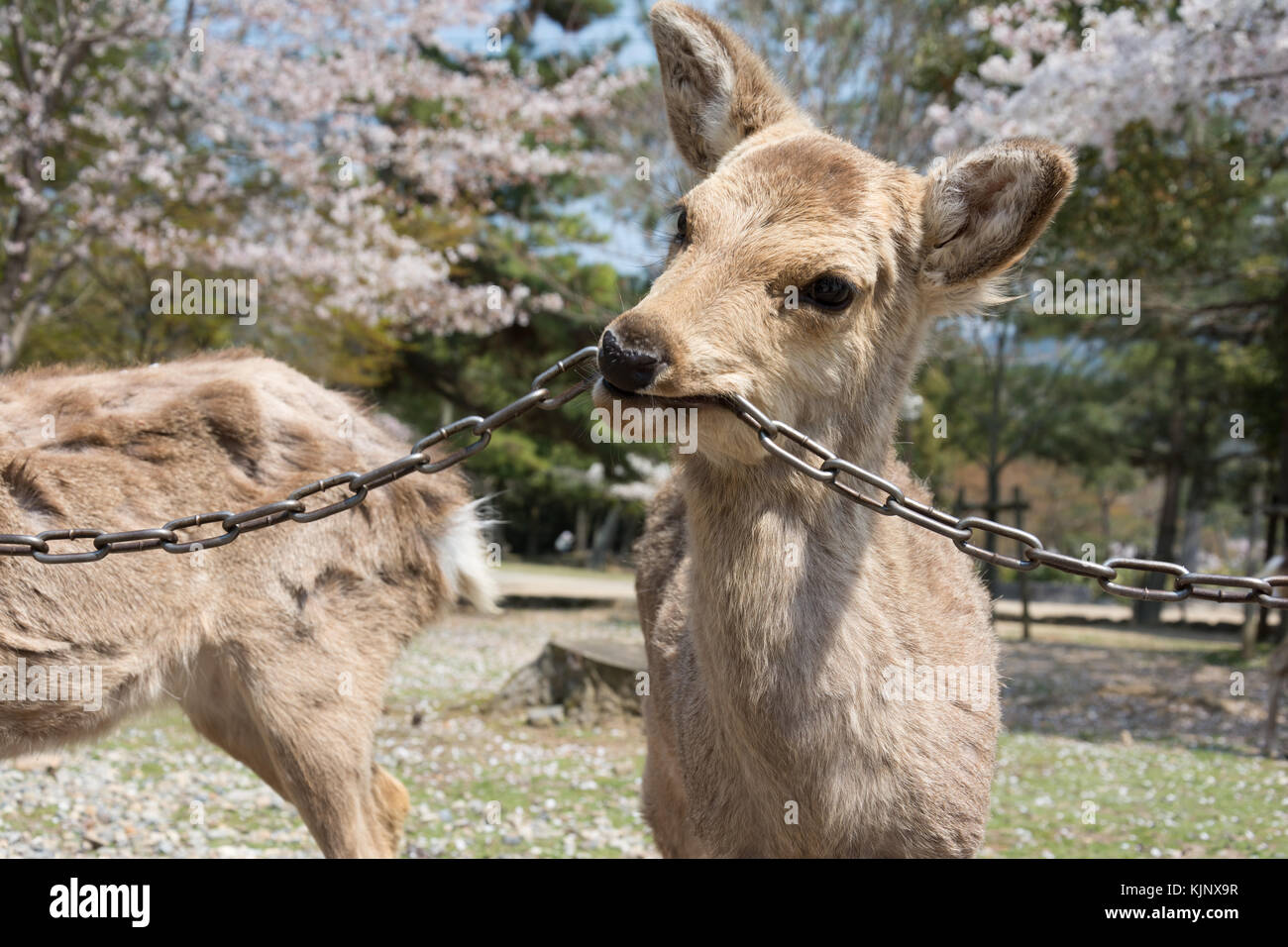 Un puledro masticare una catena a Nara, Giappone. Foto Stock