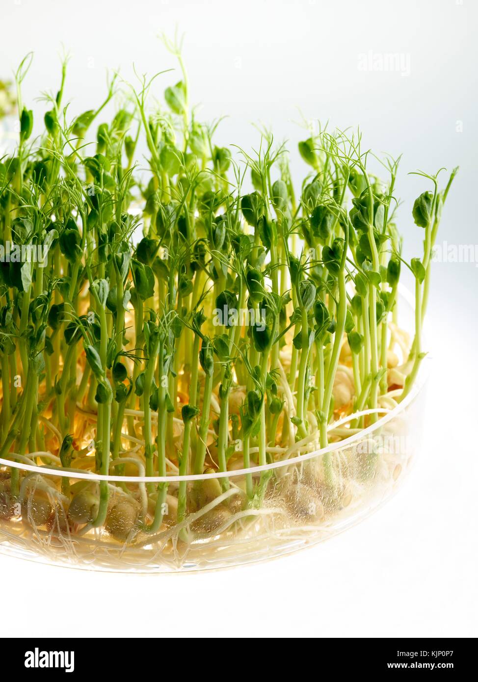 La germogliazione piselli in un piatto contro uno sfondo bianco. Foto Stock