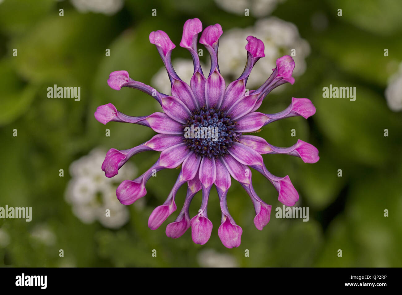 Extreme close up osteospermum blossom crea un eccentrico modello di simmetria incantevole. La posizione è il giardino delle rose di Queen Elizabeth Park, in vancouv Foto Stock