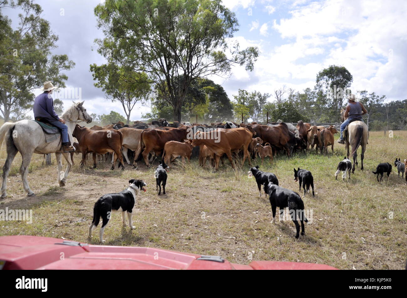 MUSTERING DA CAVALLO SCHIENA E CANI IN OUTBACK AUSTRALIA Foto Stock