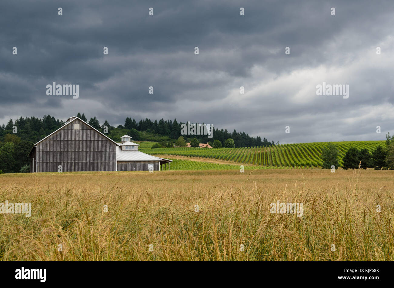 Oregon Wine Country, Dundee Hills Foto Stock