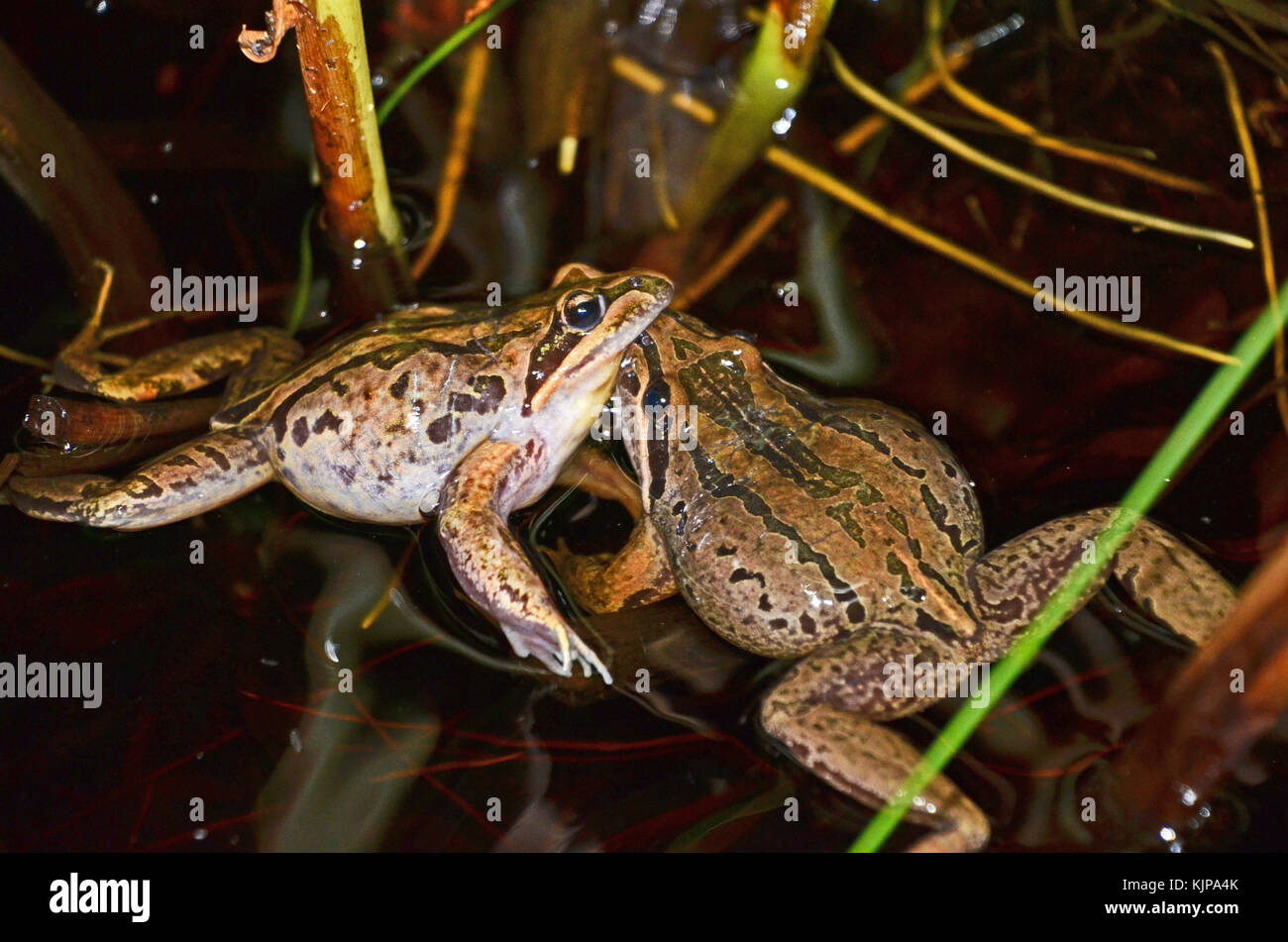 Maschio di combattere in due strisce rane marsh (Limnodynastes peronii), St Ives, Australia Foto Stock