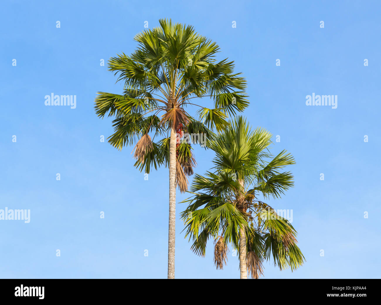 Palme su uno sfondo di cielo blu. rosso ceralacca palm, rossetto palm, raja palm, maharajah palm, cyrtostachys renda piante ornamentali in giardini Foto Stock