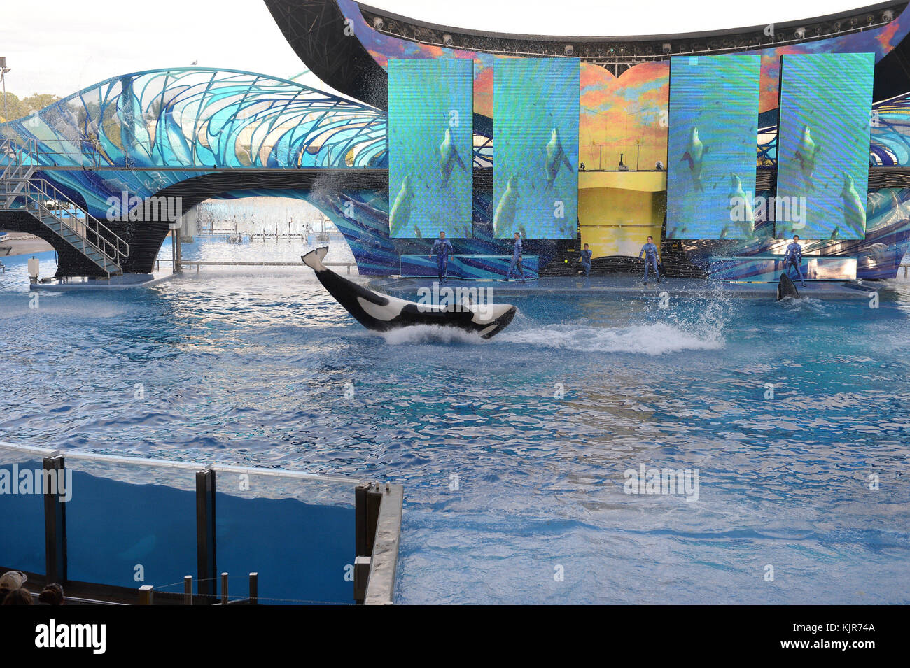 Orlando, FL - 19 MARZO: Il giovedì di rinuncia ad un cambiamento profondo in come la gente si sente circa usando gli animali per intrattenimento, SeaWorld ha annunciato che non alleverà più le balene killer in cattività. "L'atteggiamento di society nei confronti di questi animali molto, molto grandi e maestosi sotto la cura umana si è spostato per una varietà di ragioni, che si tratti di un film, di una legislazione, di commenti della gente su Internet," ha detto Joel Manby, CEO di SeaWorld Entertainment. "Non è valsa la pena combatterlo. Dovevamo muoverci dove la società si stava muovendo." Le orche attualmente nel mondo SeaWorld saranno l'ultima generazione di mammiferi Foto Stock