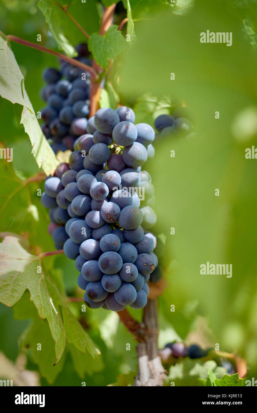 Viti che portano uva in un vigneto. Foto Stock