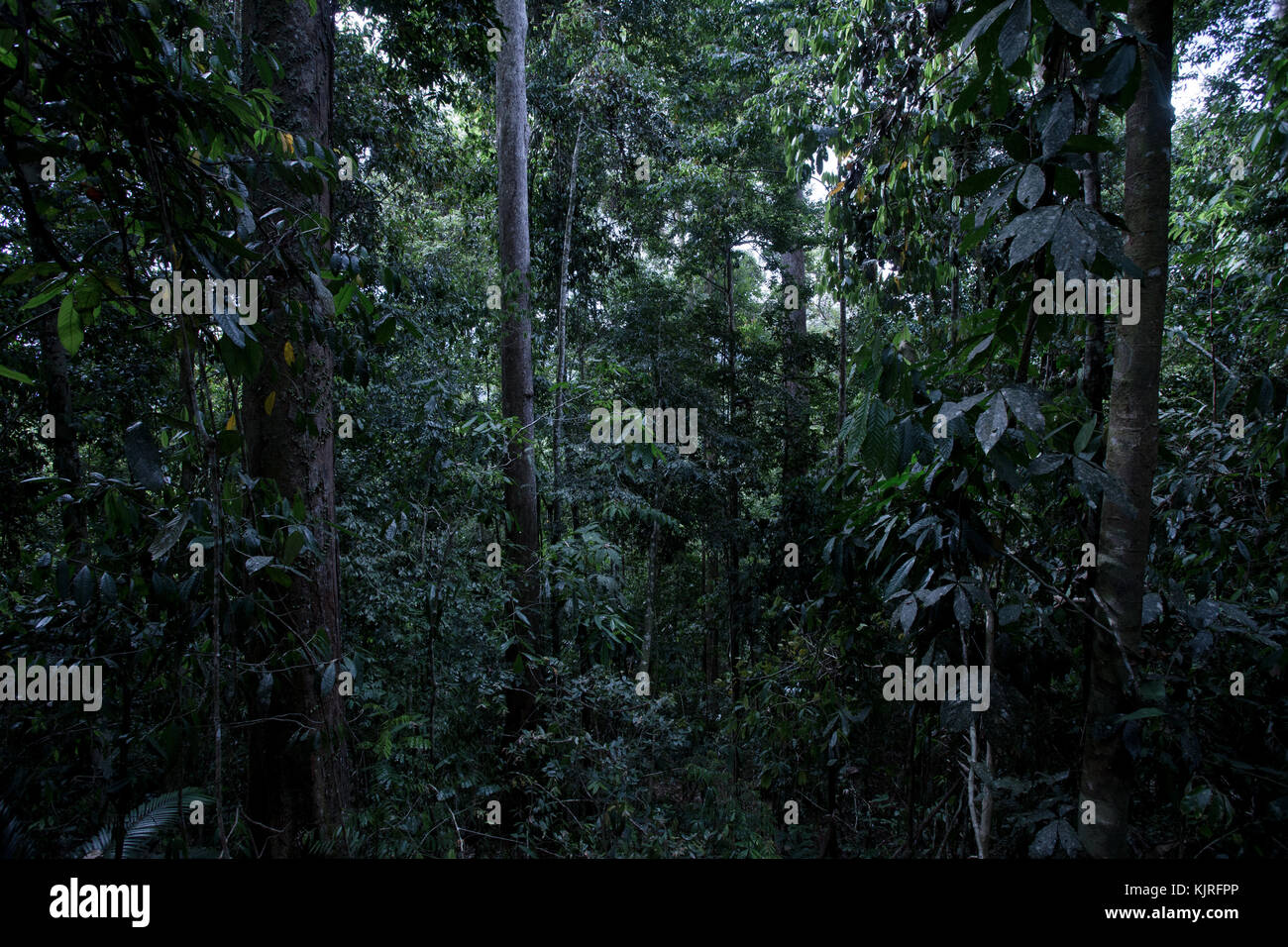 Una lussureggiante foresta pluviale tropicale nel bacino Maliau, Sabah Malaysian Borneo Foto Stock