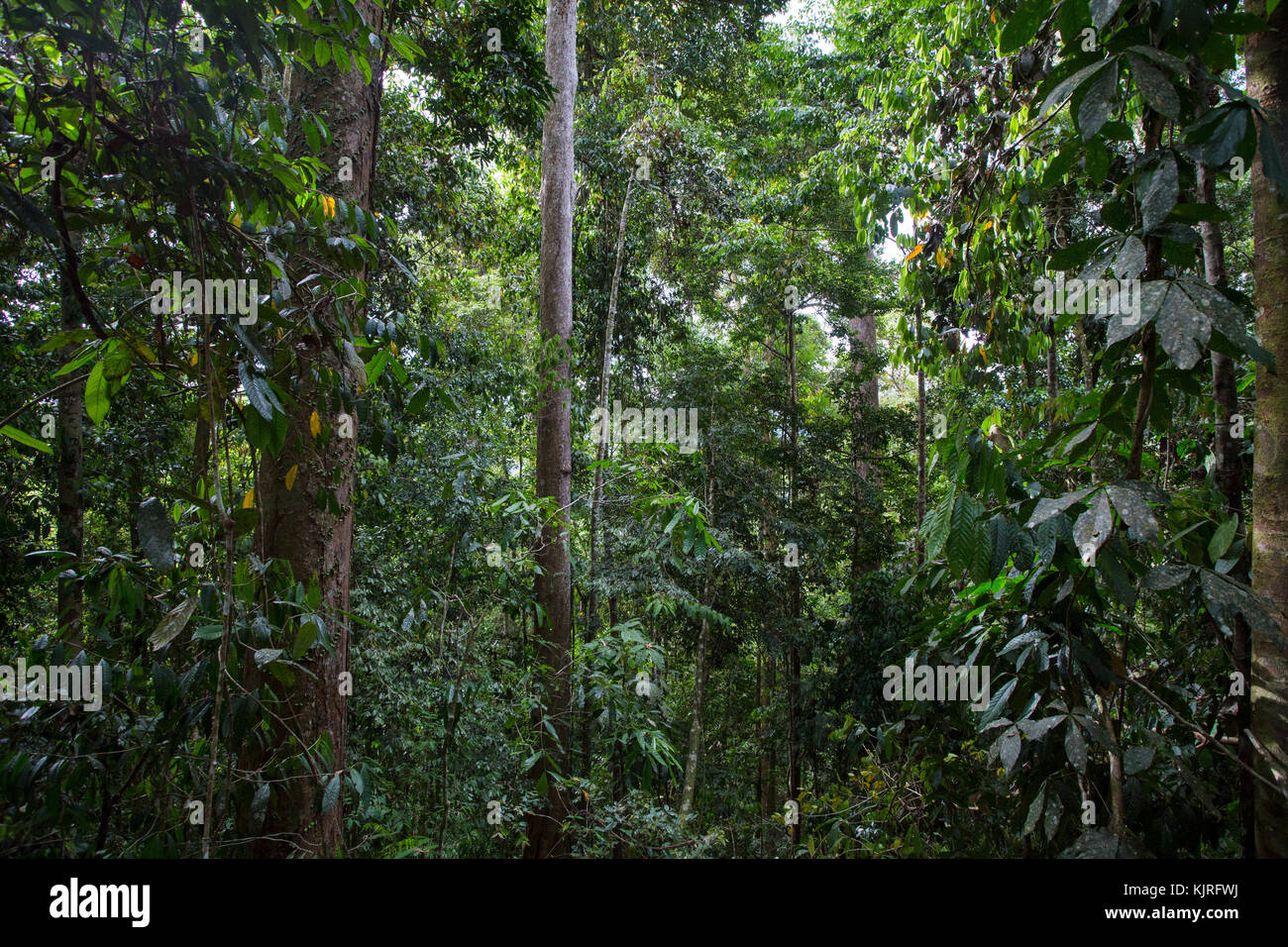 Una lussureggiante foresta pluviale tropicale nel bacino Maliau, Sabah Malaysian Borneo Foto Stock