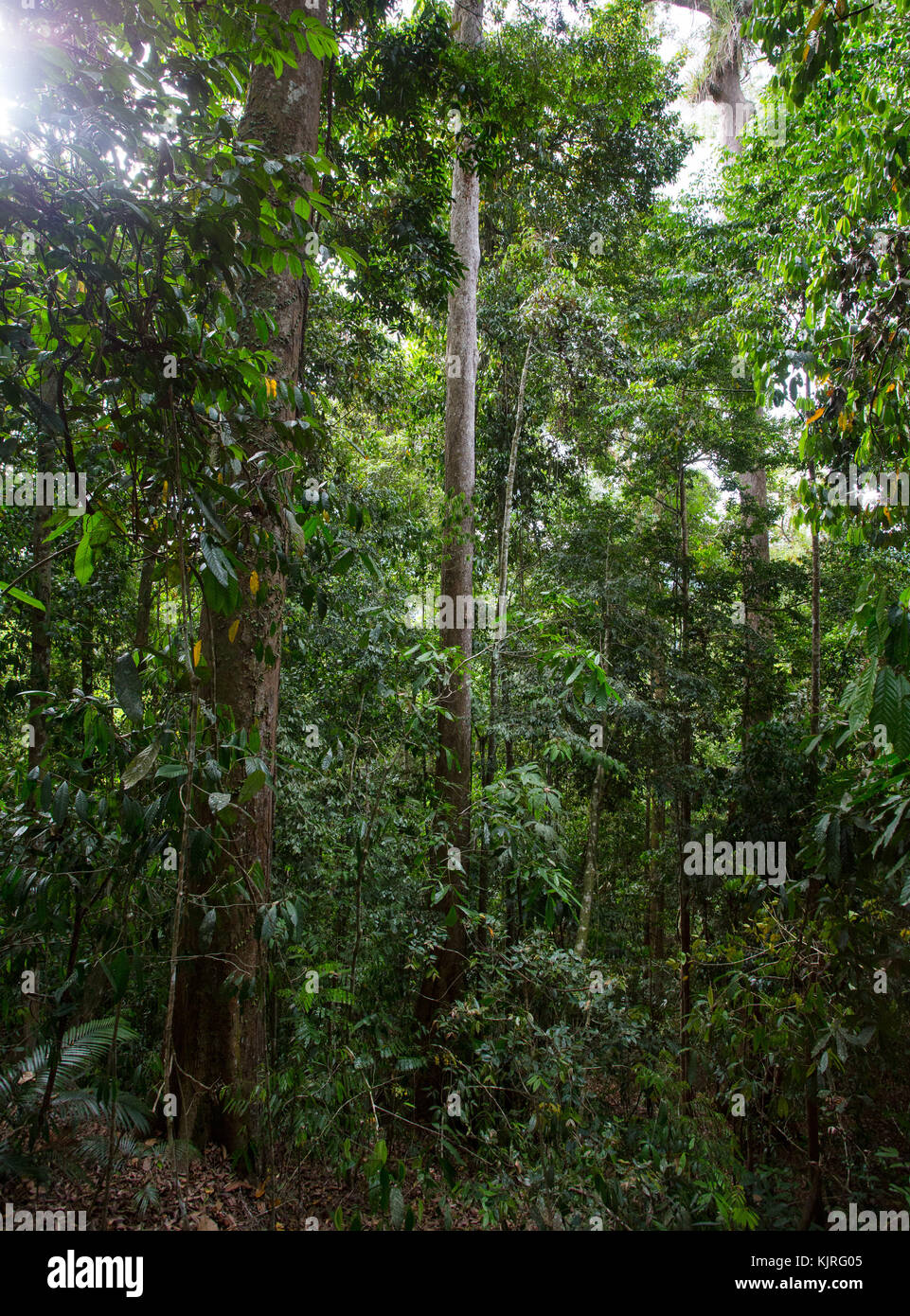 Una lussureggiante foresta pluviale tropicale nel bacino Maliau, Sabah Malaysian Borneo Foto Stock