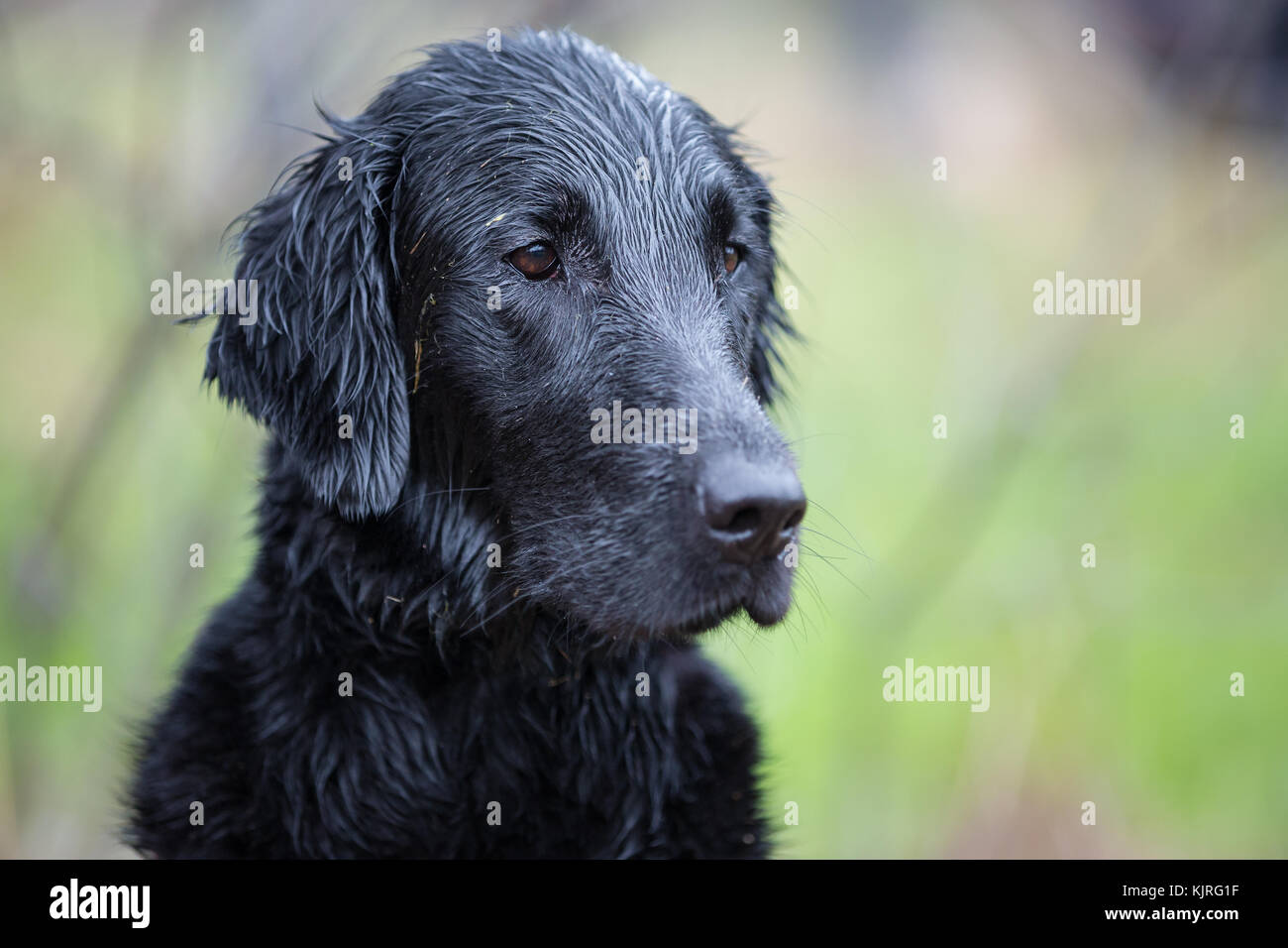 Ritratto di cane di razza flat retriever rivestito Foto Stock