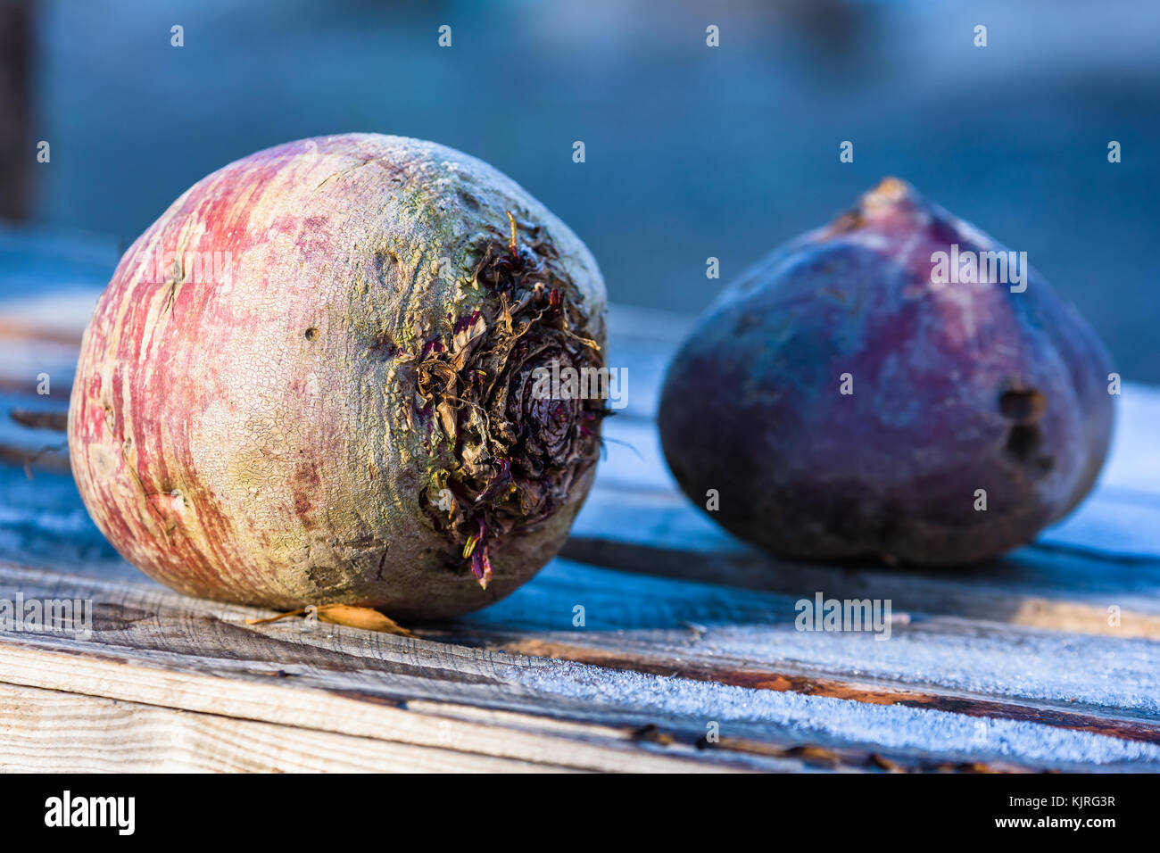 Due rutabaga o svedesi lasciato all'aperto nel giardino in contenitore di legno. Alcuni brina sul legno accanto al vegetale. Foto Stock