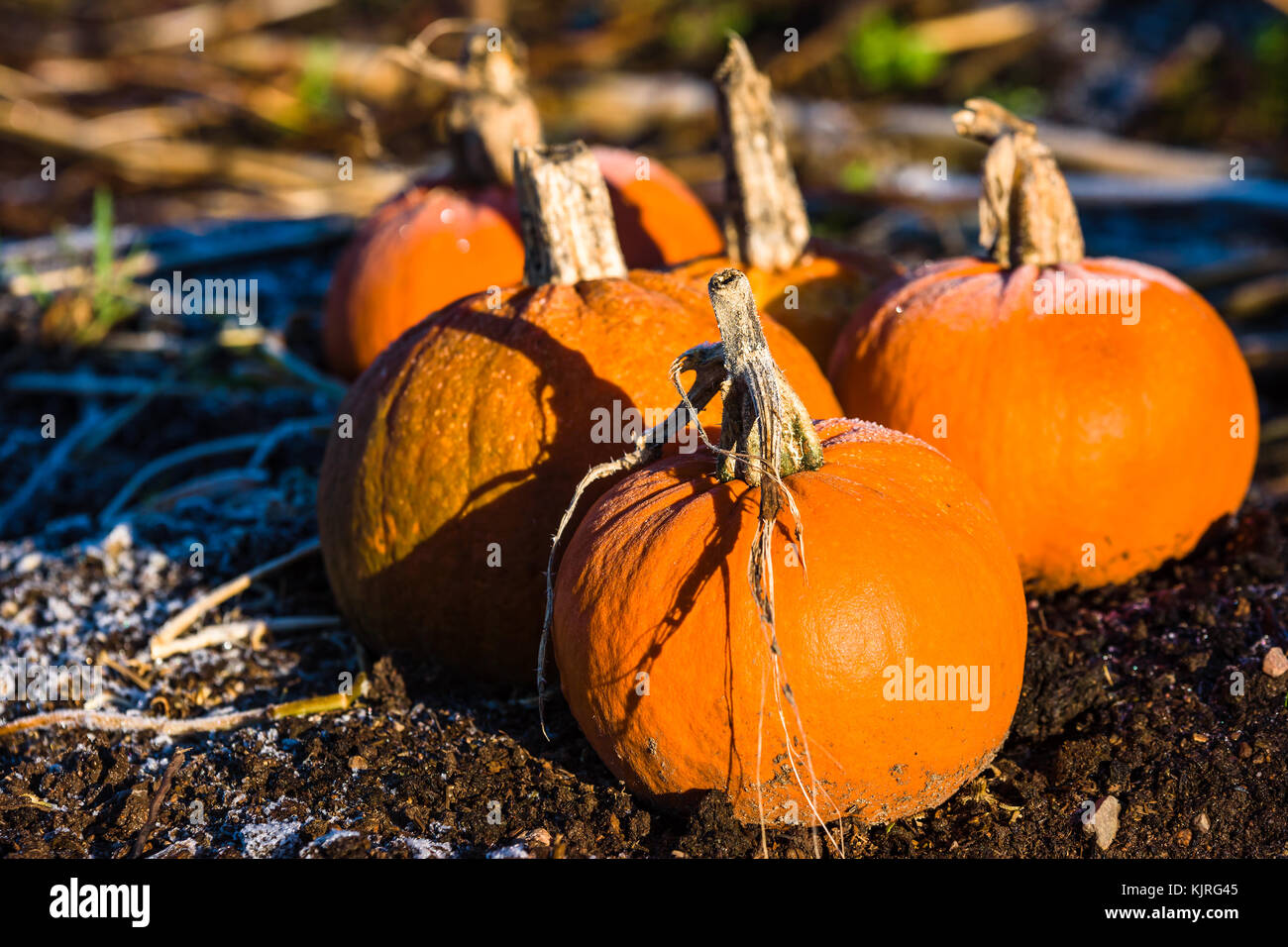 Zucche arancione su e gelido freddo del suolo. Foto Stock