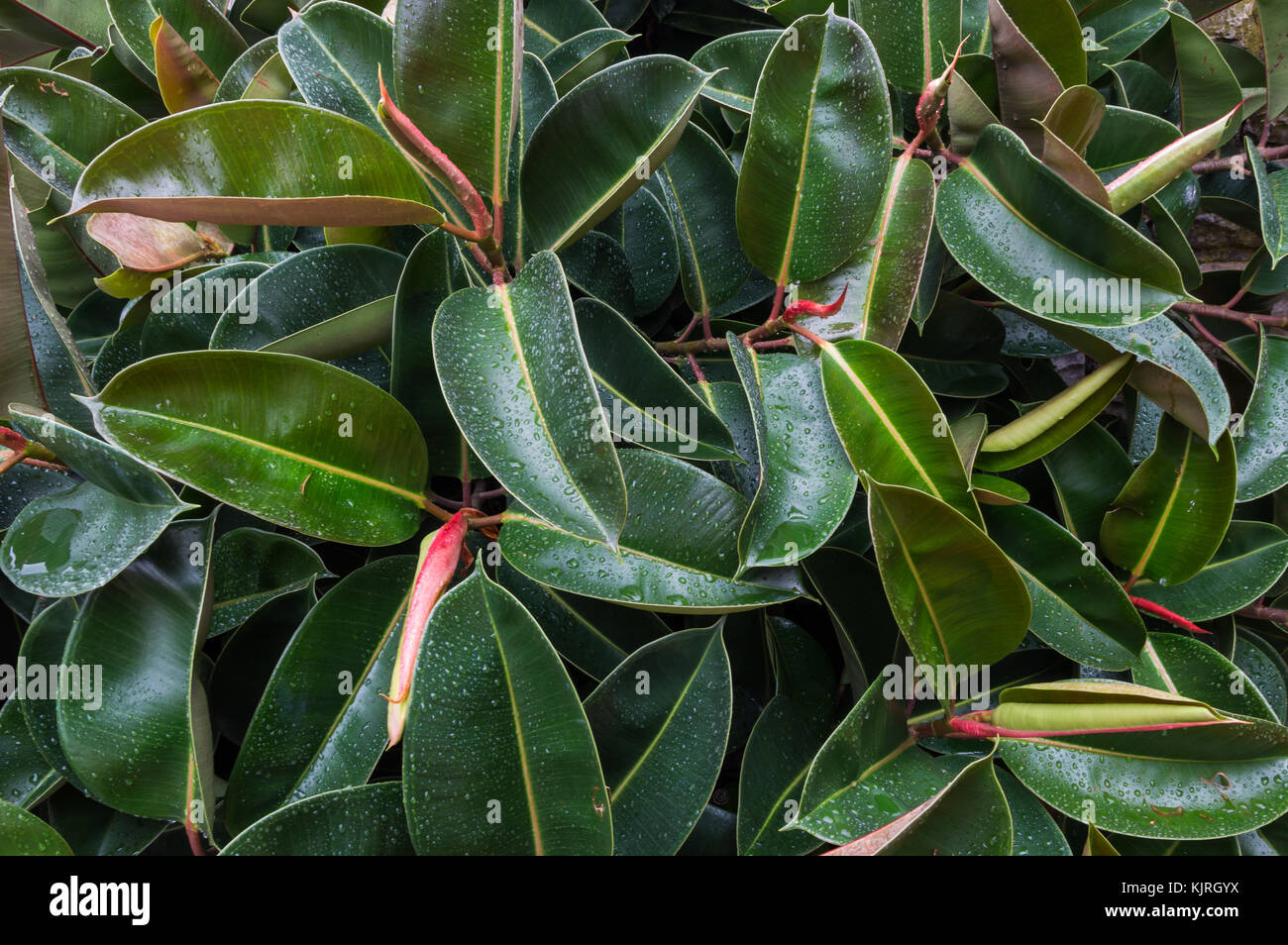 Struttura in gomma Ficus elastica Foto Stock