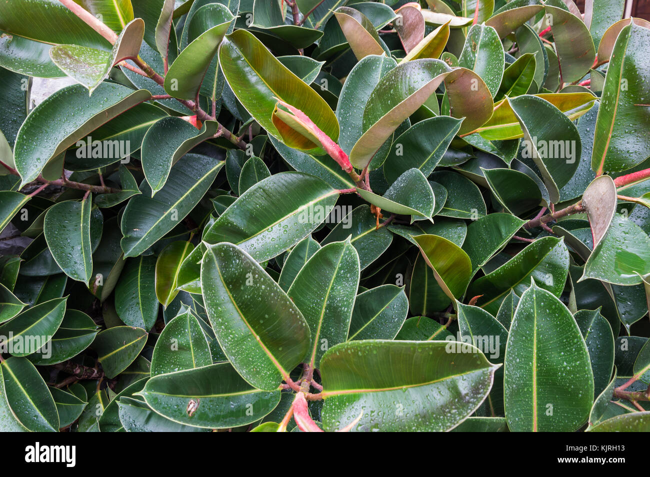 Struttura in gomma Ficus elastica Foto Stock