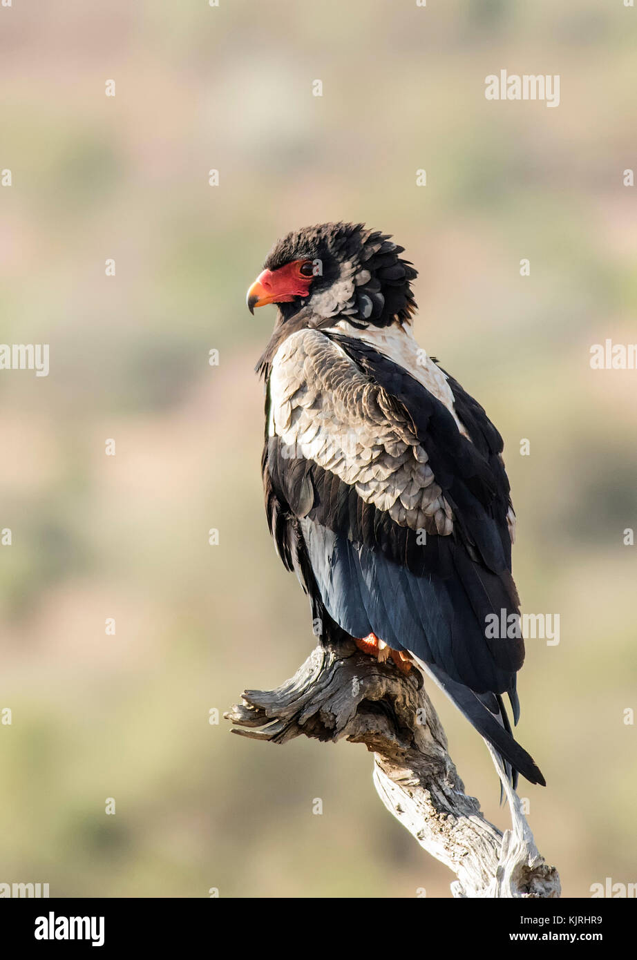 Falco giocoliere Foto Stock