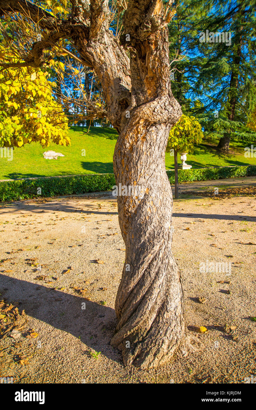 Twisted tronco di albero. I giardini del Palazzo Reale, El Pardo, Madrid, Spagna. Foto Stock