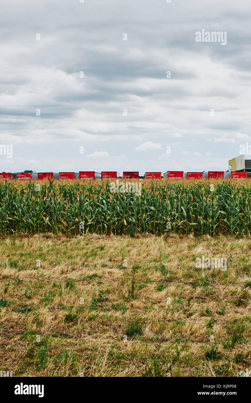 Red camion parcheggiato dietro un campo di colture agricole pronto per il raccolto. Foto Stock