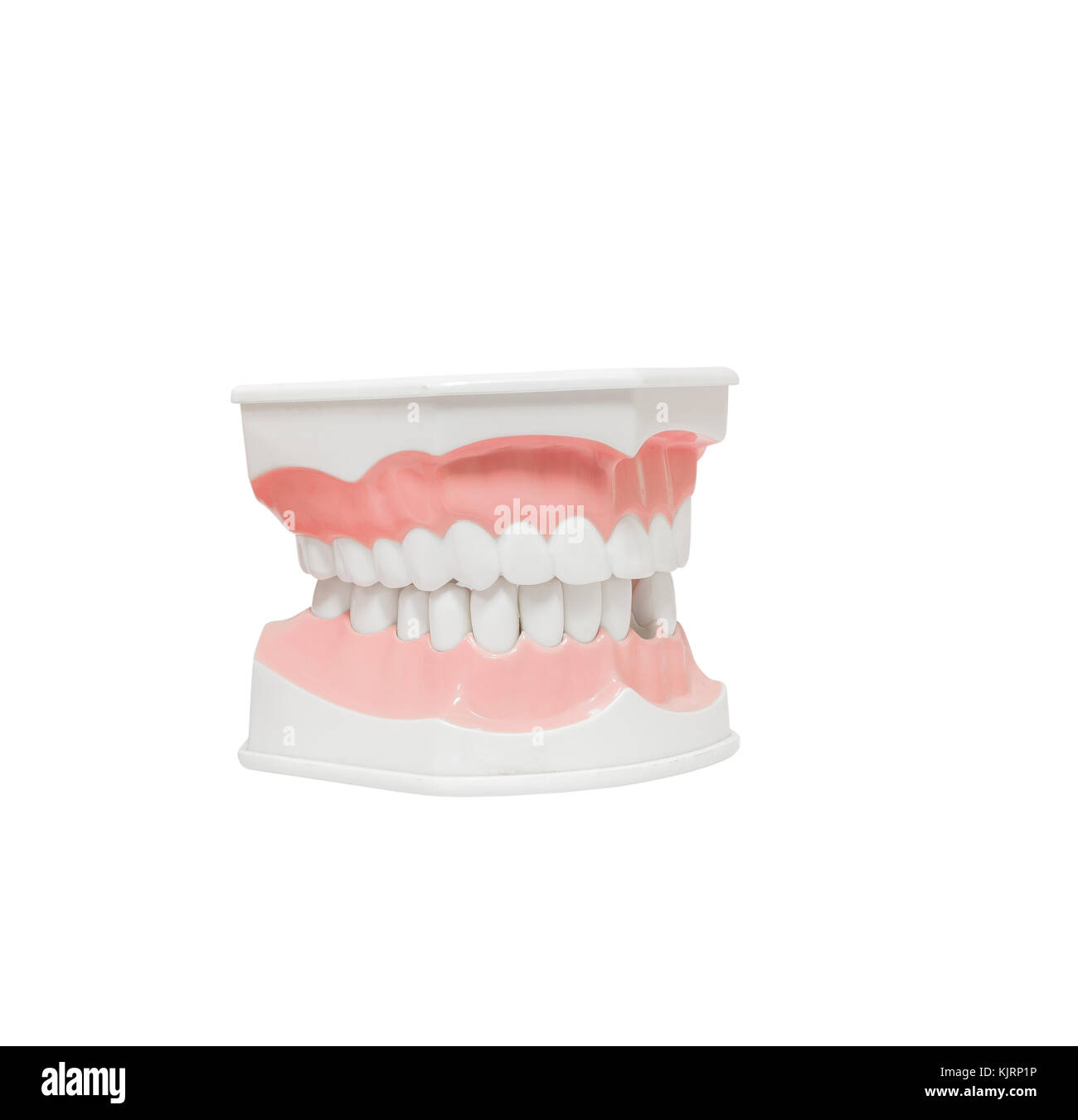 Modello dentale dei denti , e dente rotto , isolato su sfondo bianco tracciato di ritaglio Foto Stock